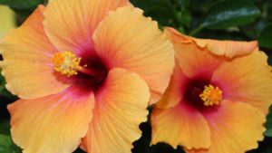 29 New Flowering and Foliage Plants from TPIE 2017