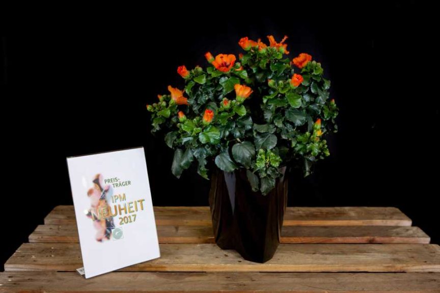Hibiscus rosa-sinensis 'Petit Orange' from Graff Breeding