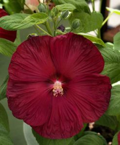 Hibiscus ‘Disco Belle Rosy Red’ (Sakata Ornamentals) 