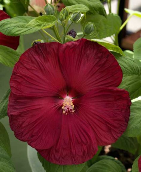 Hibiscus ‘Disco Belle Rosy Red’ (Sakata Ornamentals) 