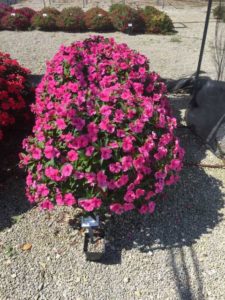 2016 Ohio State University Field Trials