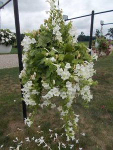 2016 C. Raker & Sons Field Trials Results
