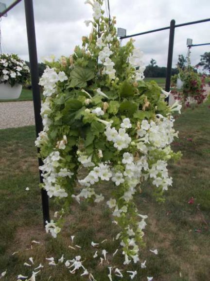 2016 C. Raker & Sons Field Trials Results