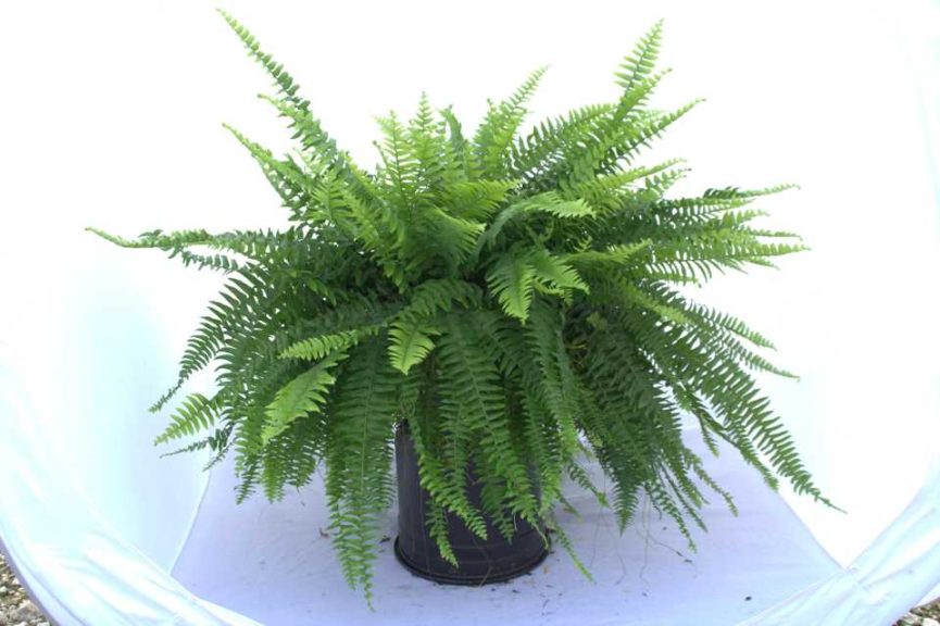 Nephrolepsis exaltata Boston Fern (Vitro Plus) 