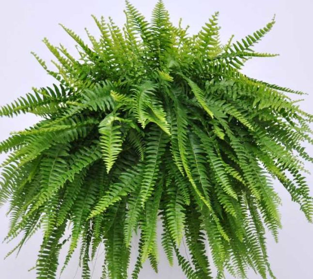Nephrolepsis exaltata ‘Nevada’ (Vitro Plus)