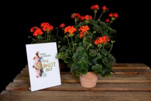 Pelargonium 'Brocade Fire Night' from Dümmen Orange