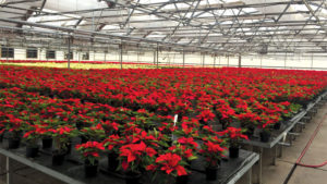 Why Botany Lane Grows Poinsettias On Capillary Mats