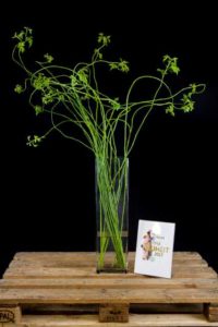 Rosa polyantha 'Sheralda Green Show' from Twelve Energy Societa Agricola SRL