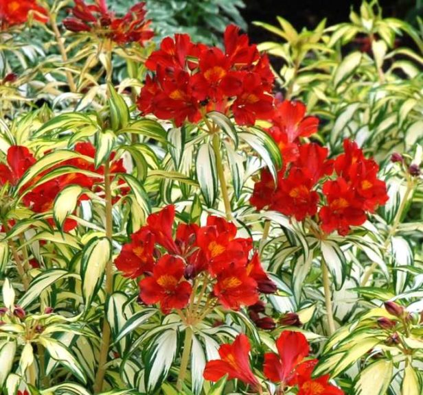 Alstroemeria ‘Rock & Roll’ (Anthony Tesselaar Plants)