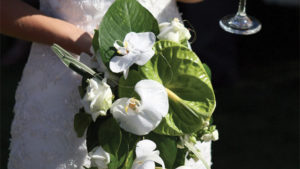 How to Stand Out in the Orchid Market