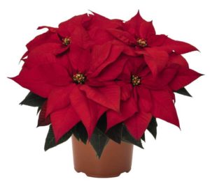 Poinsettia (Euphorbia) ‘Ferrara’ (Dümmen Orange)