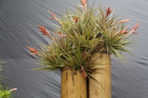 Trendsetting Products and Ideas From TPIE 2017