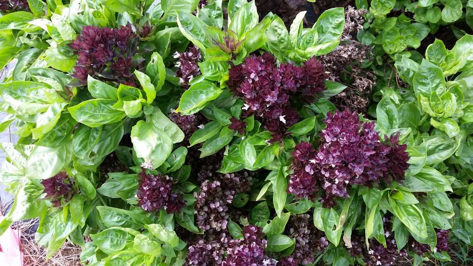 2016 Texas A&M University Field Trials Results