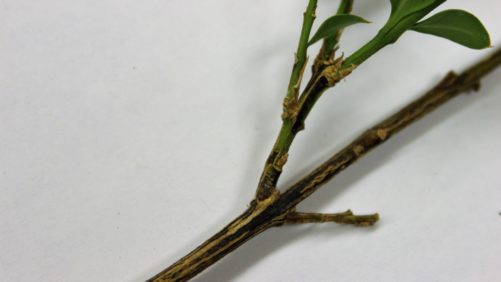 Boxwood Blight Detection in Illinois Has Growers on Alert