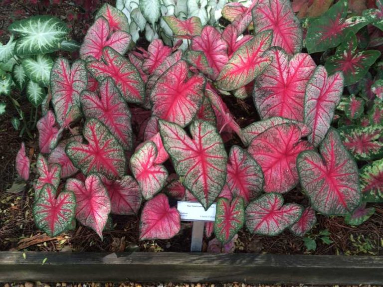 2016 University of Georgia Field Trials Results