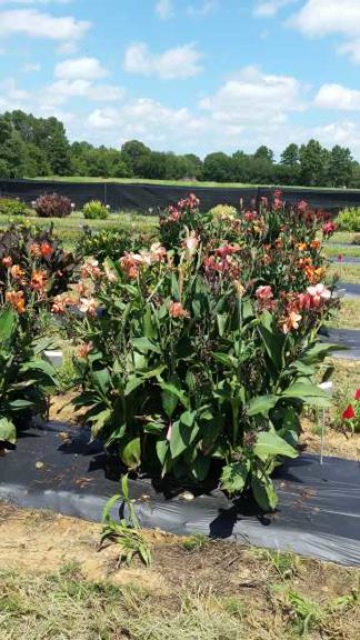 2016 Texas A&M University Field Trials Results