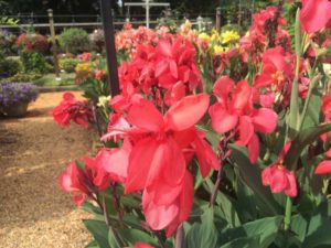 2016 University of Georgia Field Trials Results