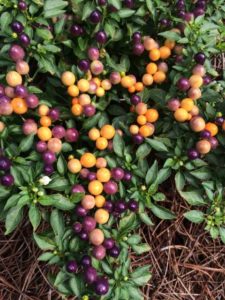2016 University of Georgia Field Trials Results