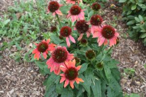 2016 University of Wisconsin Field Trials Results