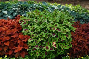 2016 University of Minnesota Field Trials Results