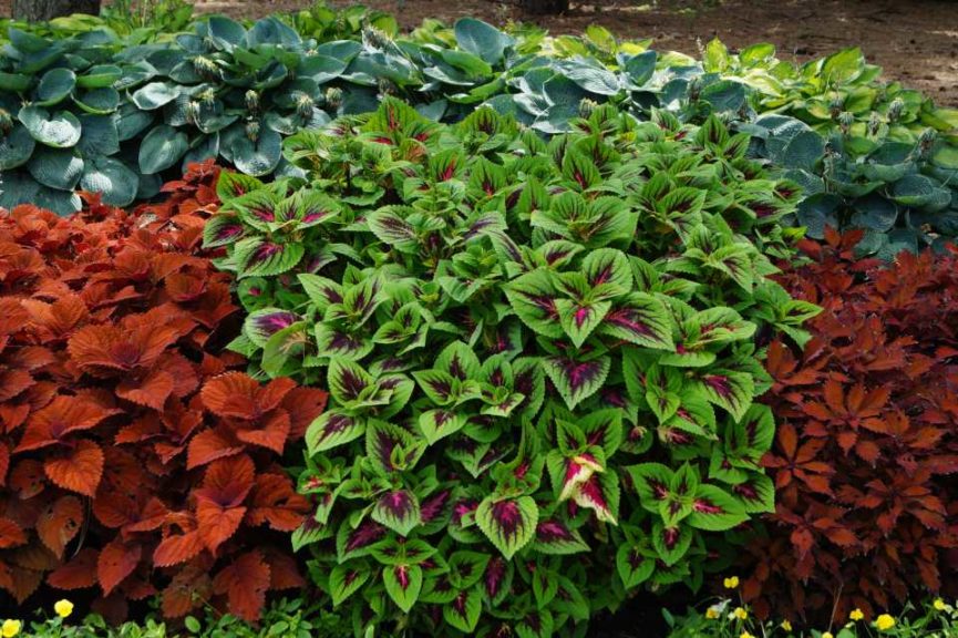 2016 University of Minnesota Field Trials Results