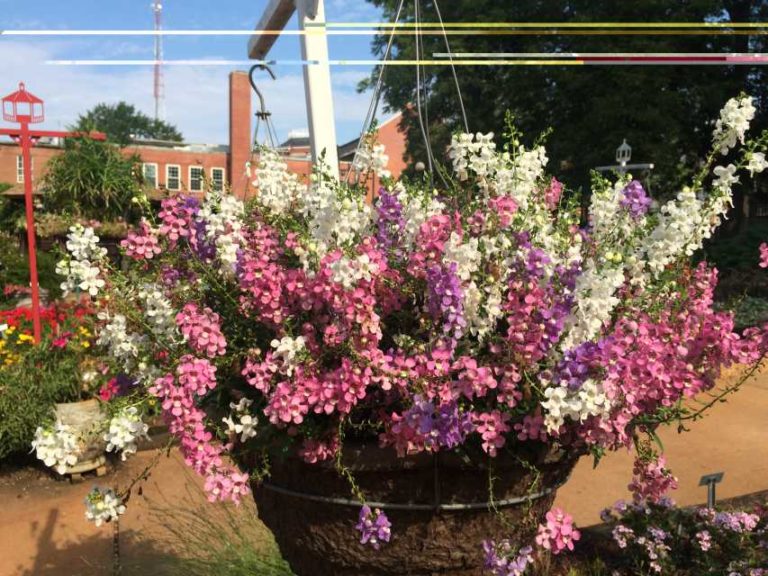 2016 University of Georgia Field Trials Results