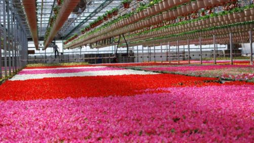 Dan and Jerry’s Greenhouse Buys Iowa-Based DeJong Greenhouses