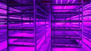 Emerald Coast Growers Adds New Seed House to Increase Production Efficiency