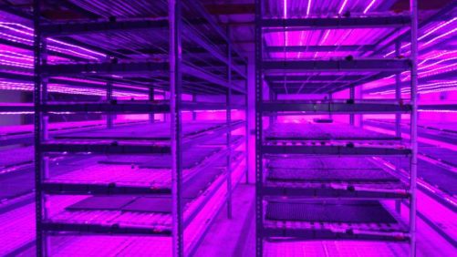 Emerald Coast Growers Adds New Seed House to Increase Production Efficiency