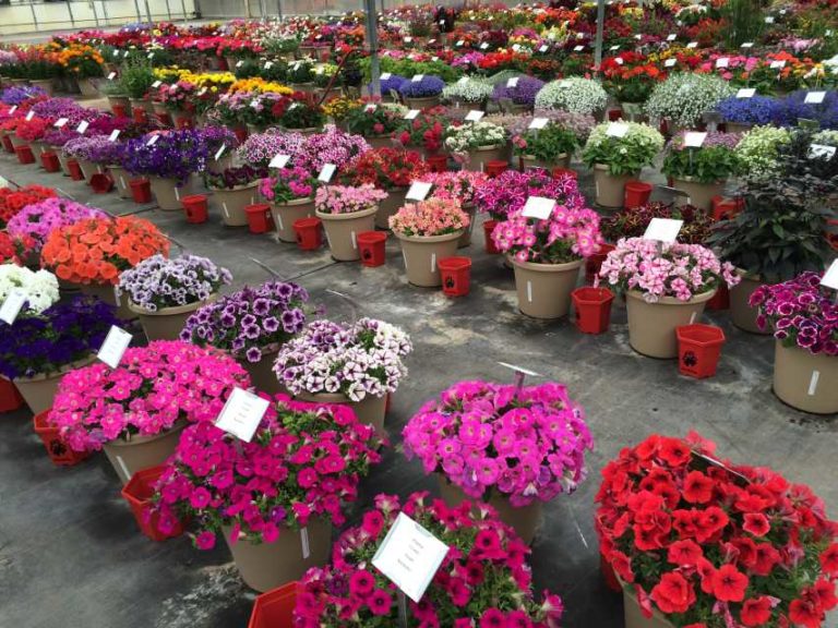 2016 Welby Gardens Field Trials Results