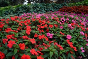 2016 University of Minnesota Field Trials Results