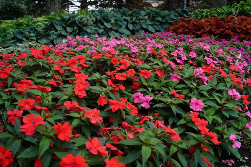 2016 University of Minnesota Field Trials Results
