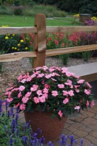 2016 University of Minnesota Field Trials Results
