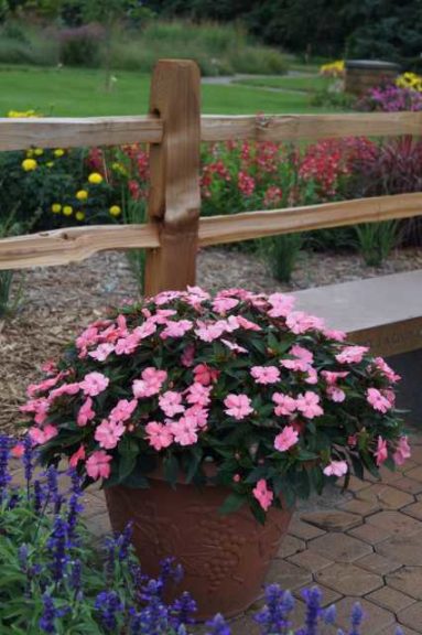 2016 University of Minnesota Field Trials Results