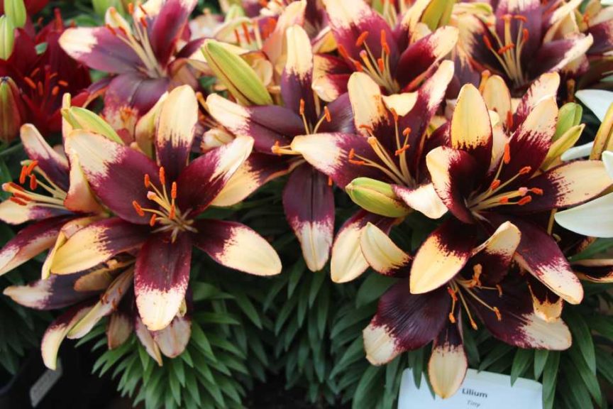 2017 Costa Farms Season Premier