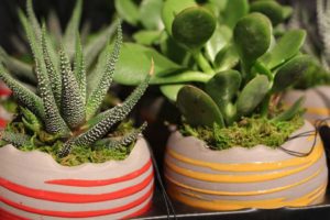 Trendsetting Products and Ideas From TPIE 2017