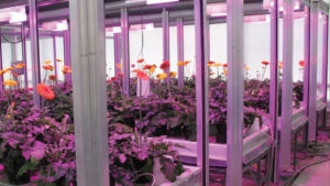 How Lighting Companies Are Tackling Plant Quality