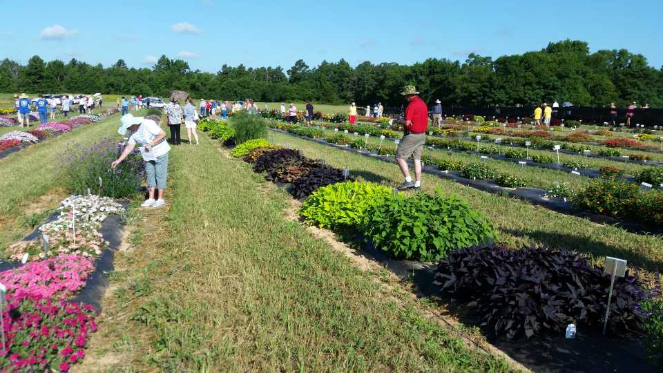 2016 Texas A&M University Field Trials Results