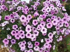 2016 University of Georgia Field Trials Results