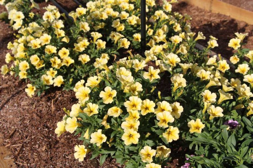 2017 Costa Farms Season Premier