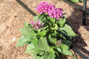 2017 Costa Farms Season Premier