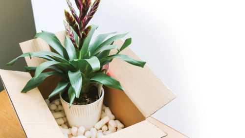 Amazon is Coming to Plant Retail; Here’s What it Means for Growers