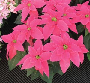 Poinsettia (Euphorbia) ‘Princettia Queen Pink’ (Suntory Flowers) 