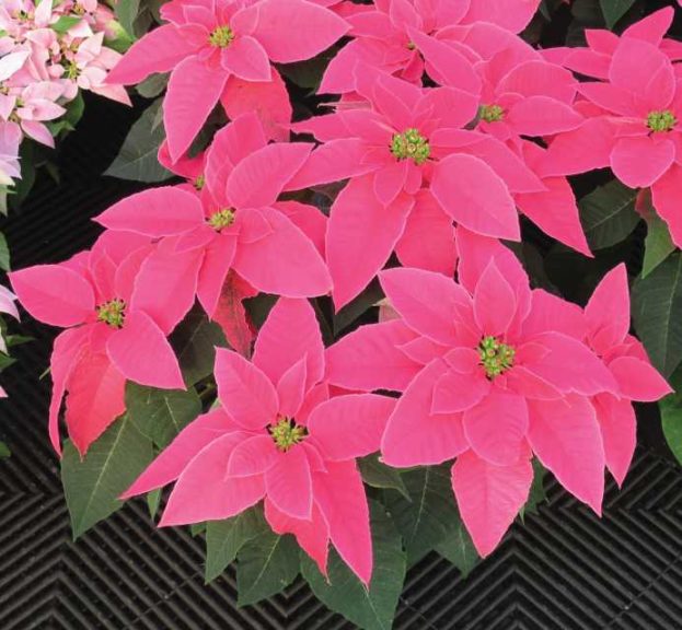 Poinsettia (Euphorbia) ‘Princettia Queen Pink’ (Suntory Flowers) 