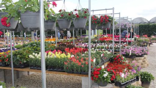 Costa Farms’ Season Premier Presents a First Look at New Varieties for 2018