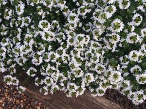 2016 University of Georgia Field Trials Results