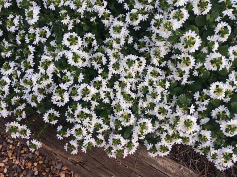 2016 University of Georgia Field Trials Results