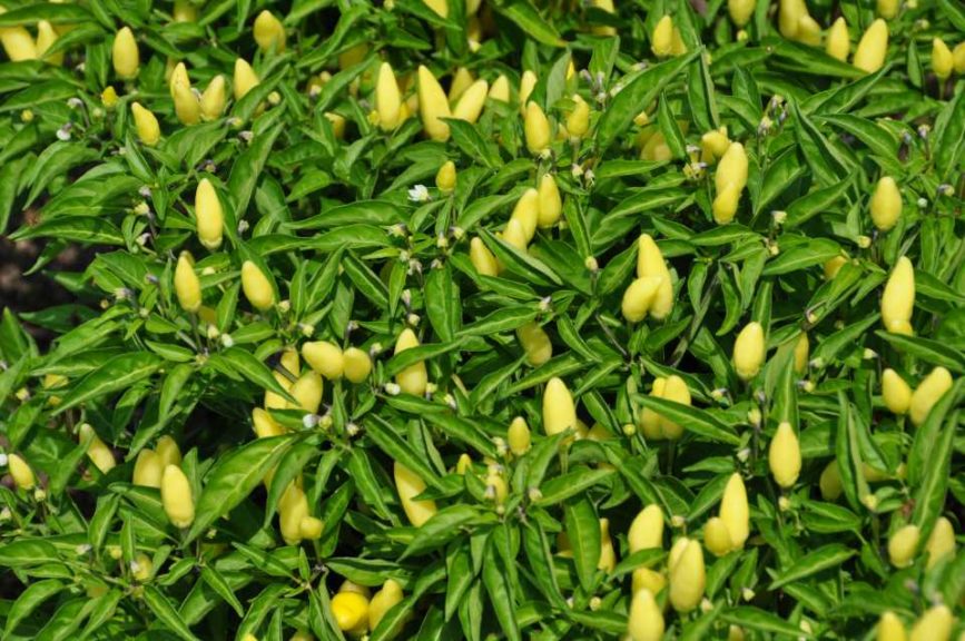 2016 Iowa State University Field Trials Results