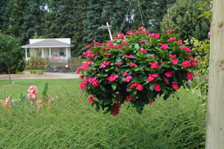 2016 University of Minnesota Field Trials Results