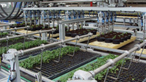 How to Find a Greenhouse Transplanter for Every Grower’s Budget